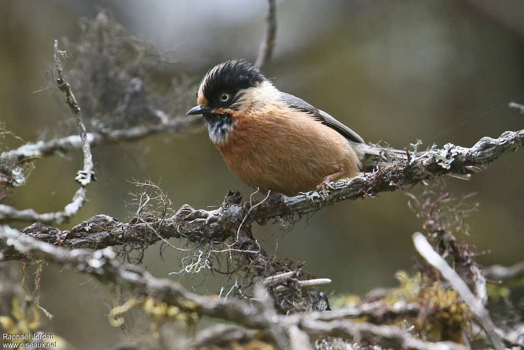 Rufous-fronted Bushtitadult, close-up portrait