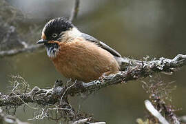 Rufous-fronted Bushtit