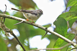 Pygmy Bushtit
