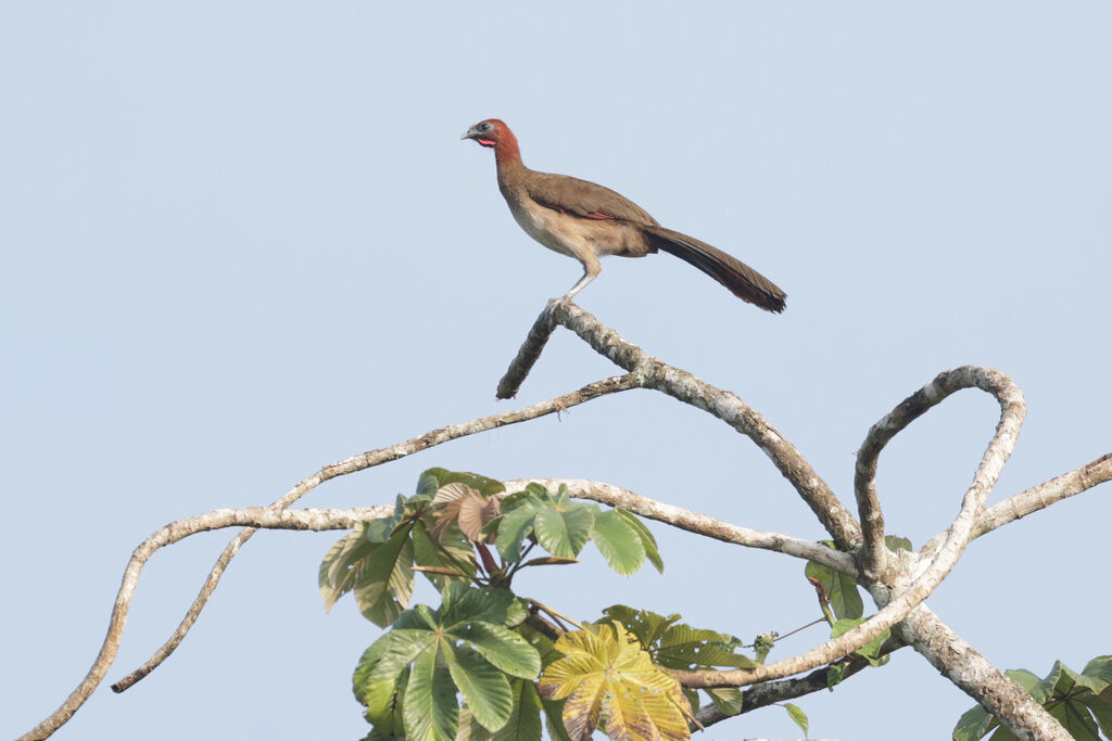 Rufous-headed Chachalacaadult