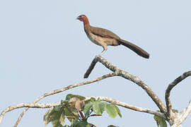 Rufous-headed Chachalaca