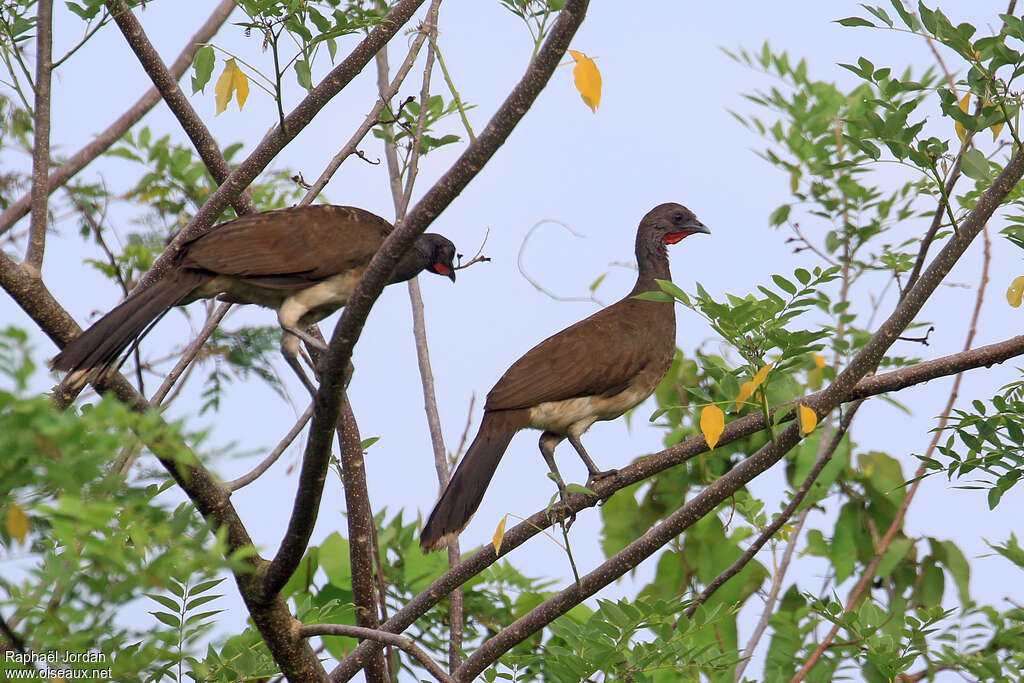 White-bellied Chachalacaadult, identification