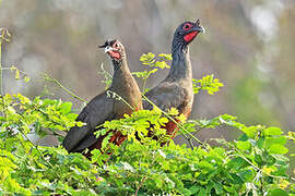 Rufous-bellied Chachalaca