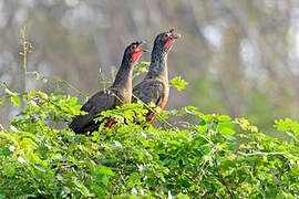 Rufous-bellied Chachalaca