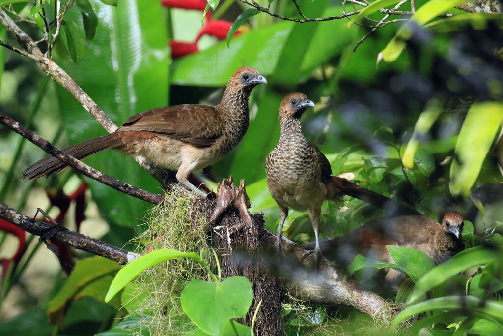 East Brazilian Chachalaca