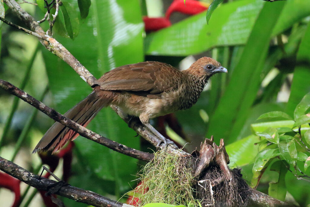 East Brazilian Chachalaca