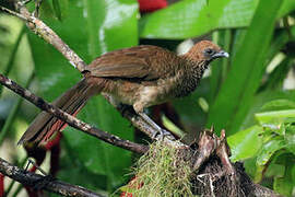 East Brazilian Chachalaca