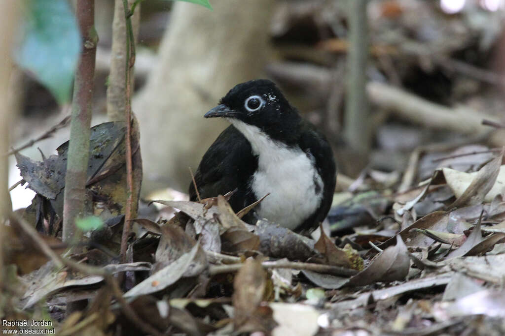 Orthonyx de Spalding mâle adulte, habitat