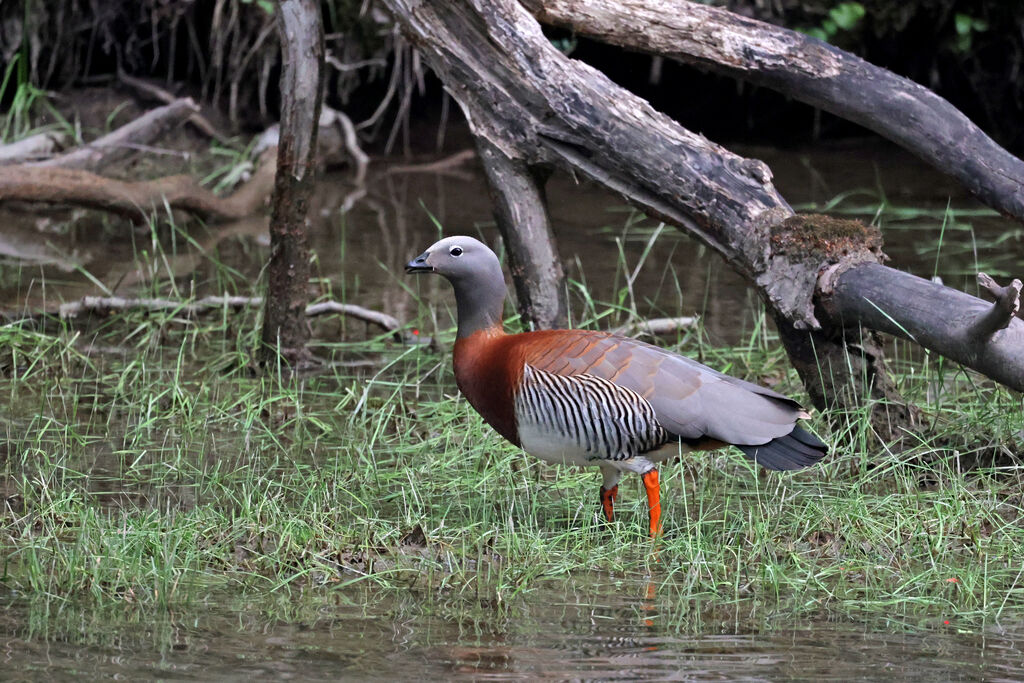 Ashy-headed Gooseadult