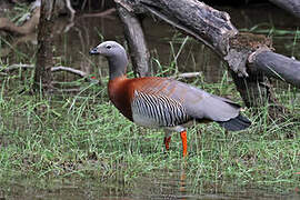 Ashy-headed Goose