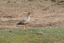 Ruddy-headed Goose