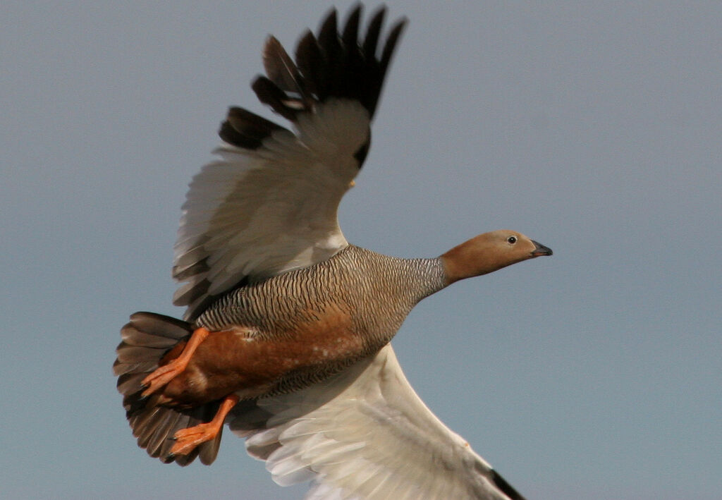 Ruddy-headed Gooseadult breeding