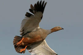 Ruddy-headed Goose