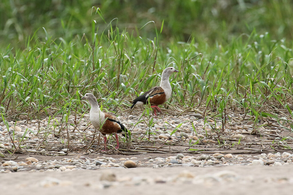 Orinoco Gooseadult