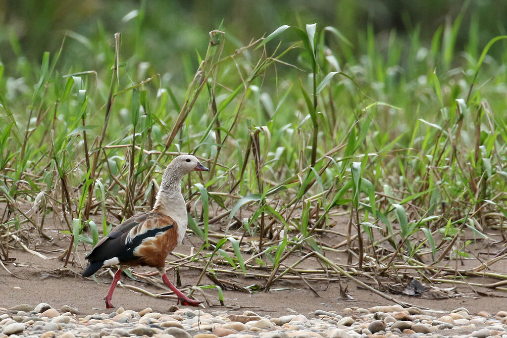 Orinoco Gooseadult