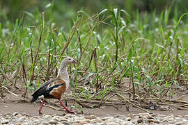 Orinoco Goose