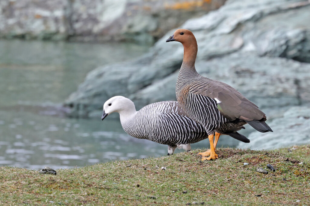 Upland Gooseadult