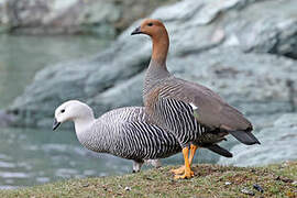 Upland Goose