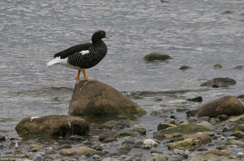 Ouette marine femelle adulte, identification