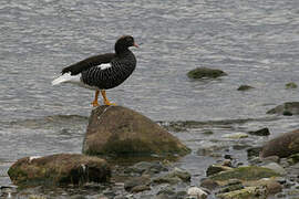 Kelp Goose