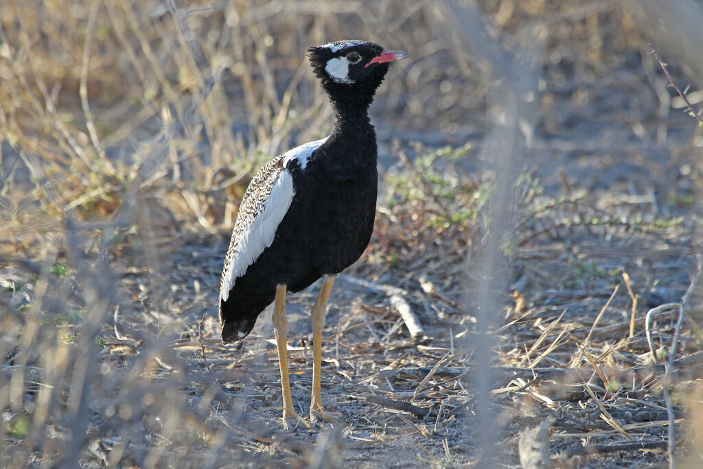 Northern Black Korhaan male adult