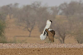 Great Indian Bustard