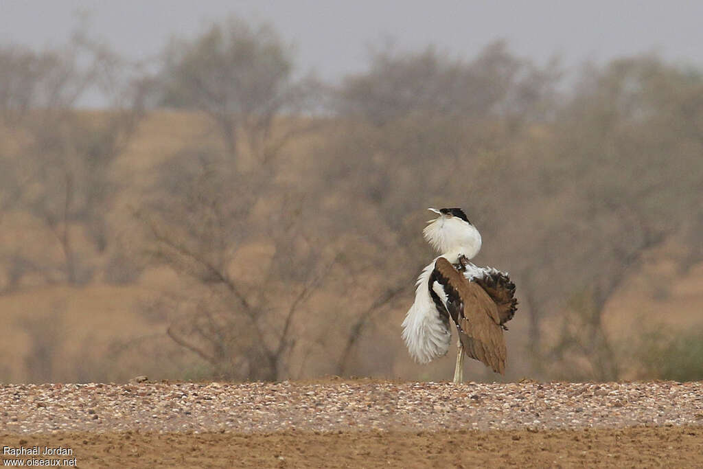 Great Indian Bustard male adult breeding, identification