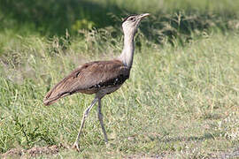 Australian Bustard