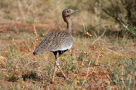 Buff-crested Bustard