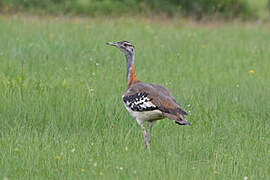 Denham's Bustard