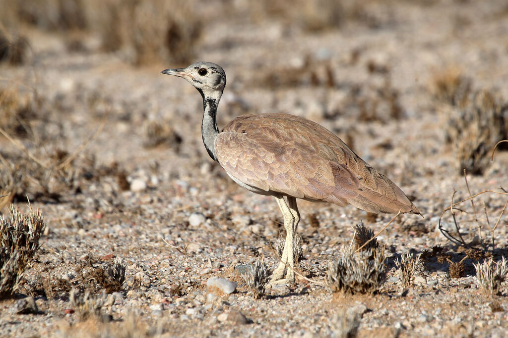 Rüppell's Korhaan