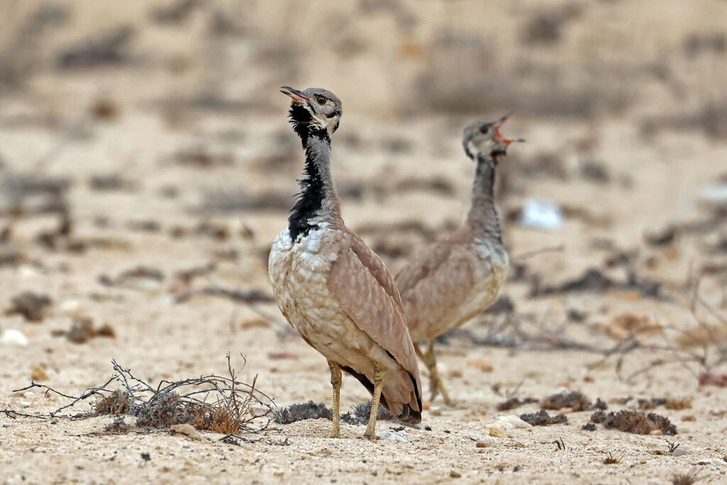 Outarde de Rüppelladulte, chant