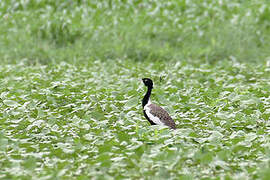 Lesser Florican