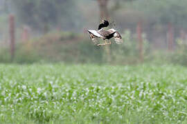 Lesser Florican