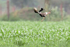 Lesser Florican