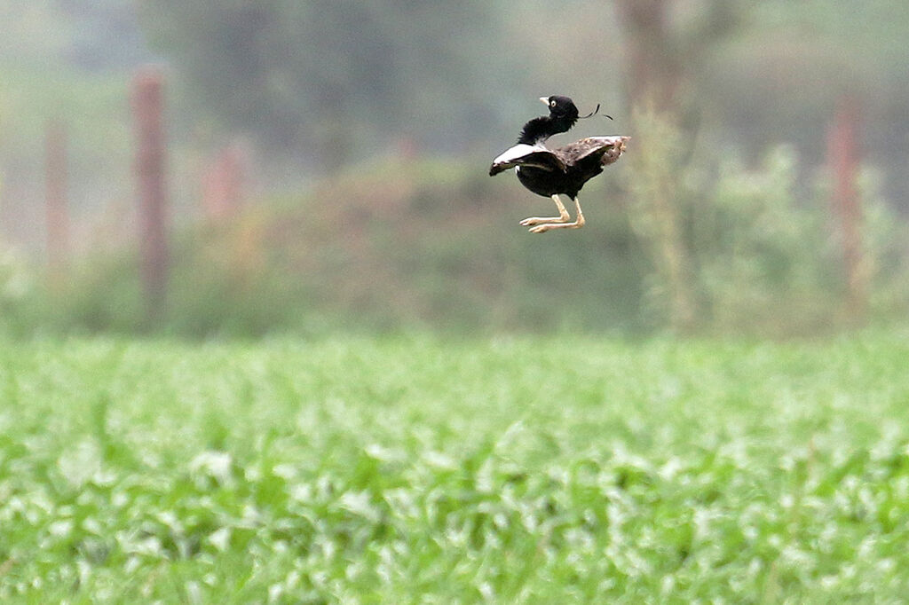 Lesser Florican male adult breeding, courting display