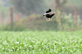 Lesser Florican