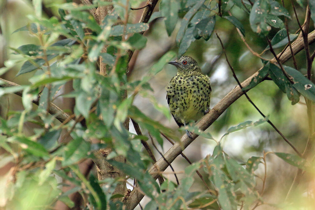 Oxyrhynque huppé