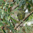 Oxyrhynque huppé