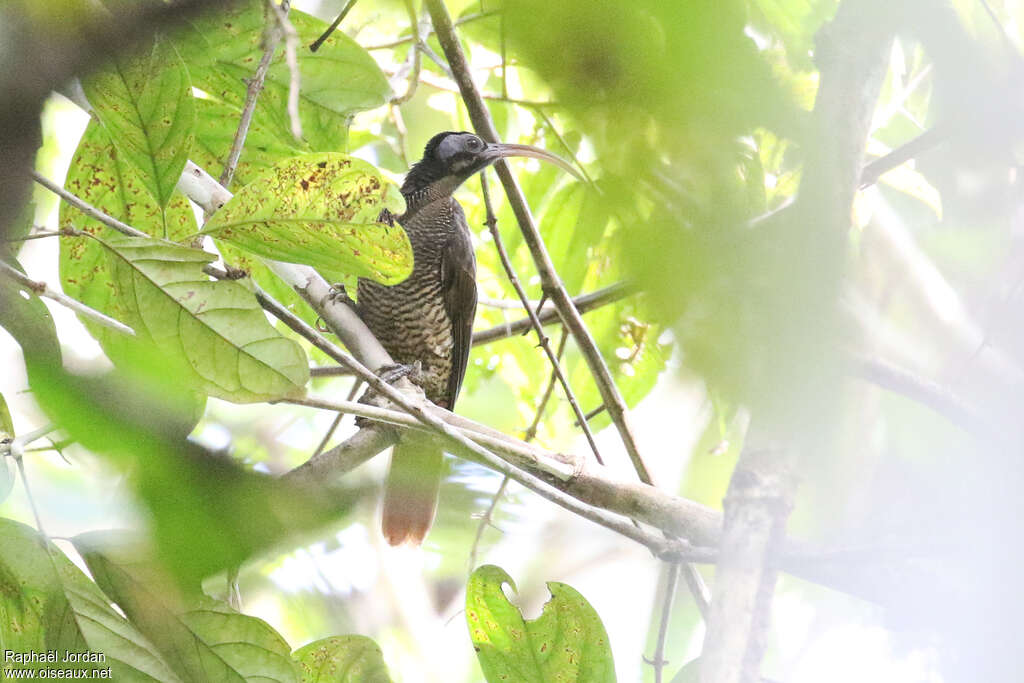 Pale-billed Sicklebillimmature