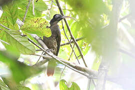 Pale-billed Sicklebill