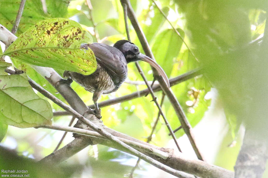 Pale-billed Sicklebillimmature