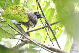 Pale-billed Sicklebill