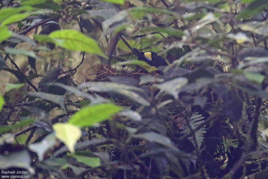 Long-tailed Paradigallaadult, close-up portrait, Reproduction-nesting