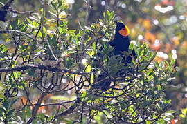 MacGregor's Honeyeater