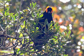 MacGregor's Honeyeater