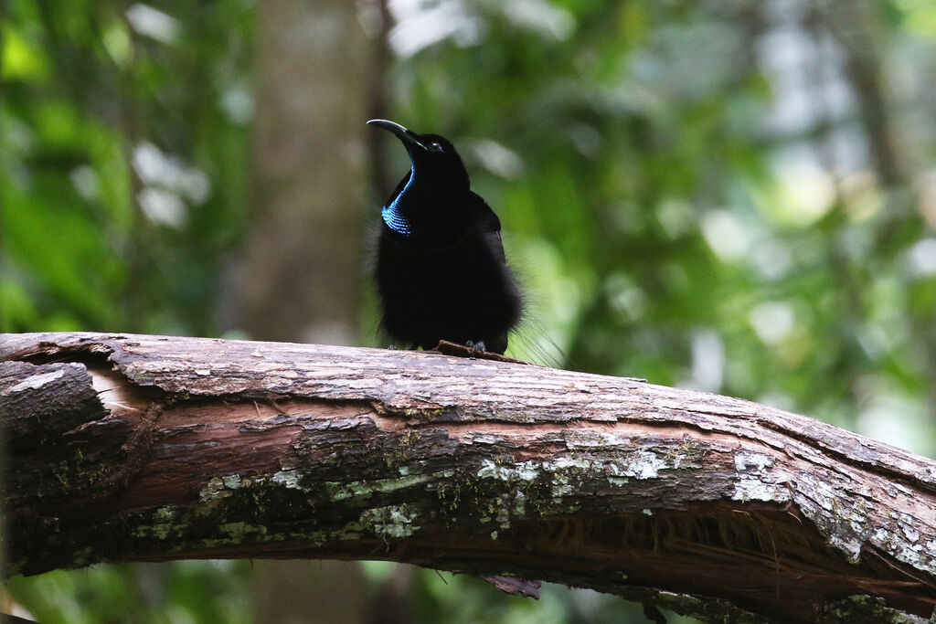 Magnificent Riflebird male adult breeding, courting display