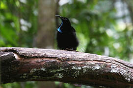 Magnificent Riflebird