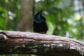 Magnificent Riflebird