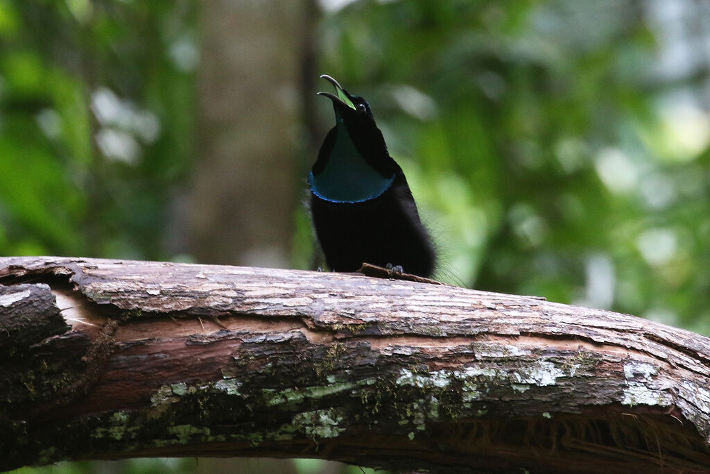 Magnificent Riflebird male adult breeding, courting display, song